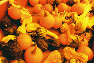 Visit the Lomography Onlineshop