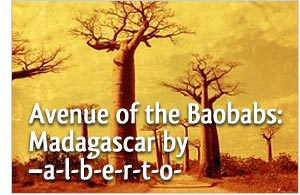 Avenue of the Baobabs: Madagascar