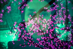 smell of electric flowers