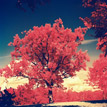 First roll of Kodak Aerochrome