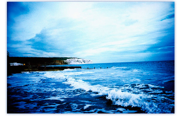 wild see