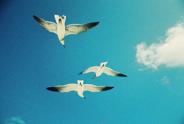 La Sardina Fishmarket - Open for Business