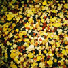Tips for a Fall Themed Photo Walk!