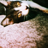 Straying with The Cats