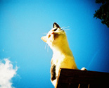 Every Lomographer's Best Models: Cats!