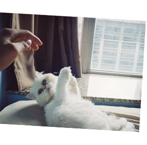 It's a cat