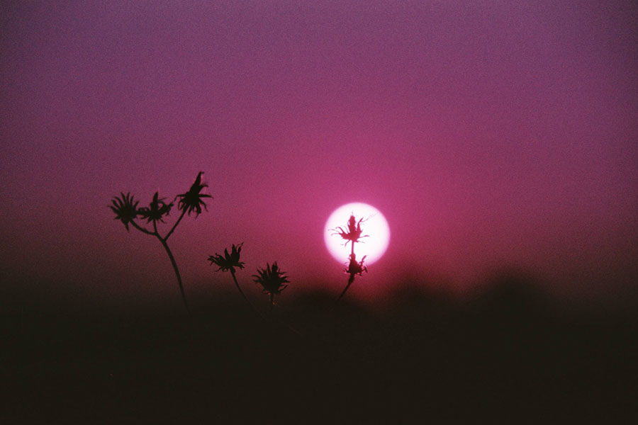 Paint the Town Purple with this Psychedelic Lomography Film