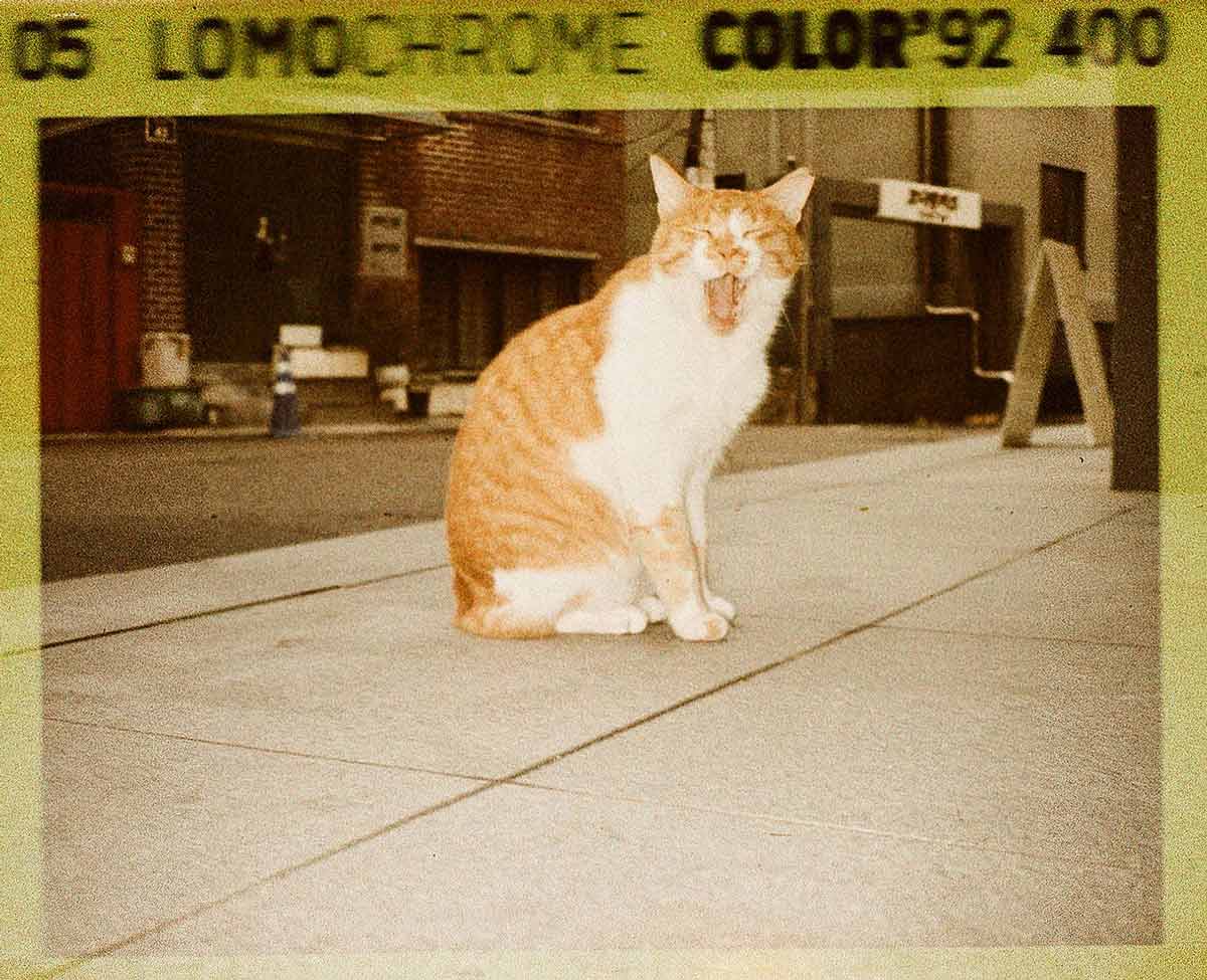 Our Lovely Lomomatic